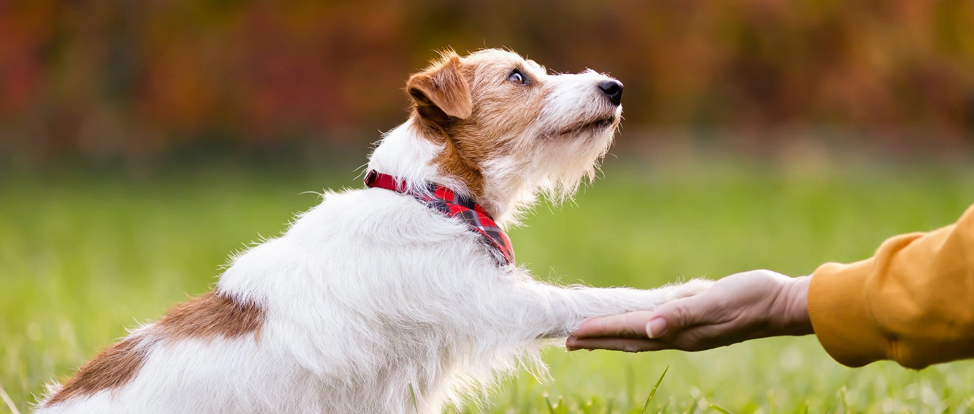 Dog Training Business Names